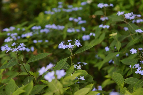 六甲高山植物園