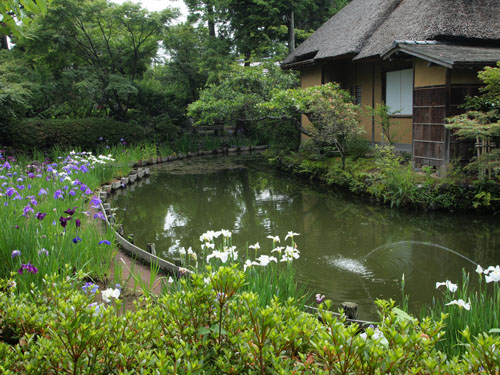 咲耶池の花菖蒲