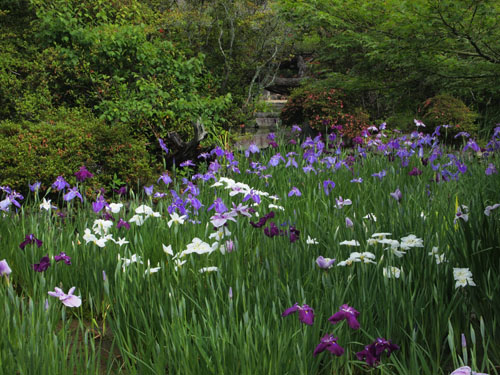 咲耶池奥の花菖蒲