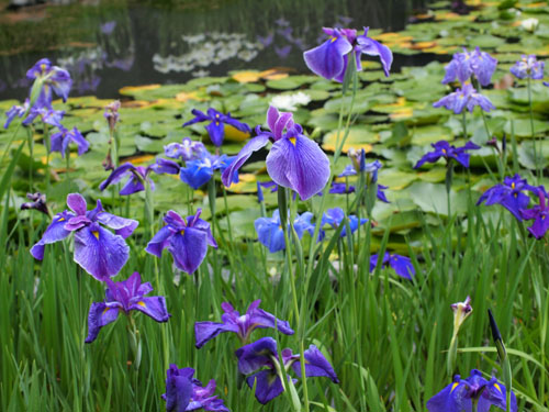 勾玉池の花菖蒲