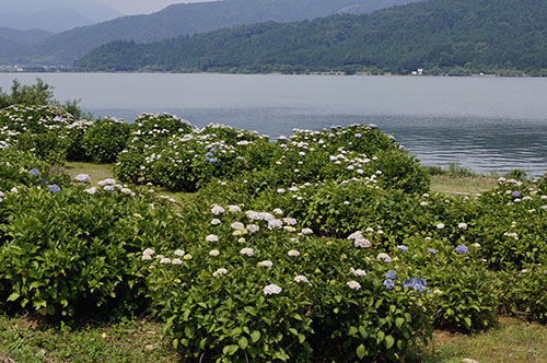 余呉湖 あじさい園