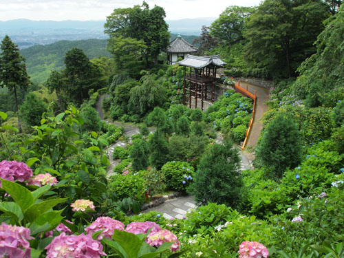 善峯寺のあじさい