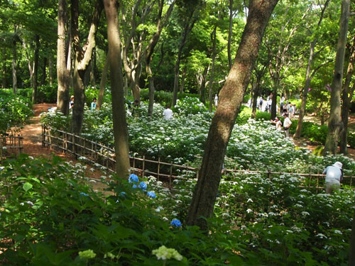 万博記念公園 あじさいの森　遠景