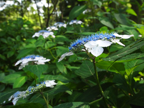 万博公園　アジサイ