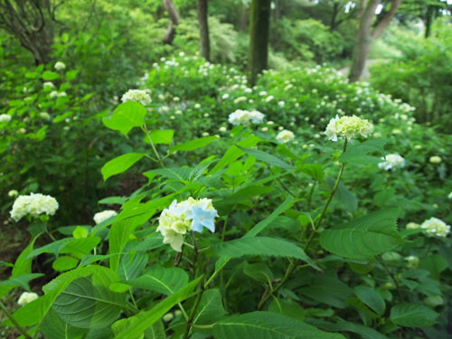 摩耶山のあじさい