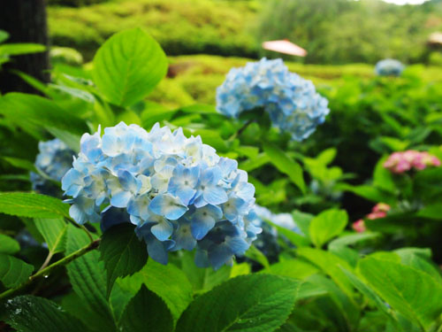 三室戸寺のアジサイ　