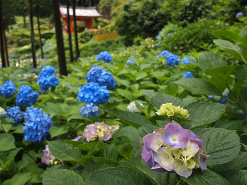 三室戸寺のアジサイ