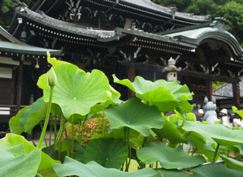 三室戸寺の蓮