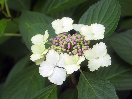 長居植物園　アジサイ