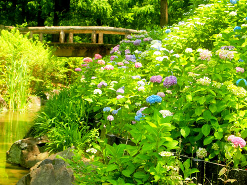 長居植物園　アジサイ