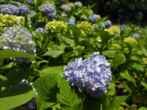 長居植物園　あじさい園