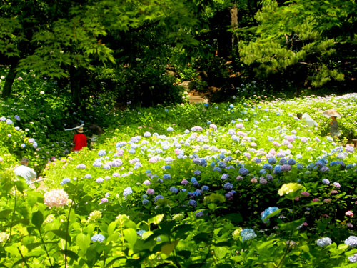 長居植物園　あじさい園