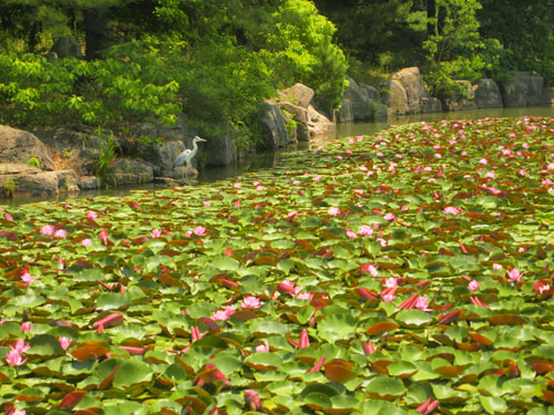 長居植物園　アジサイ