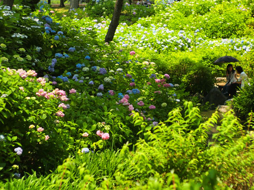 長居植物園　アジサイ