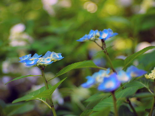 長居植物園　アジサイ