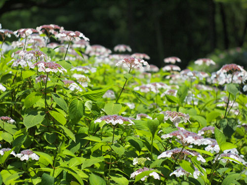 長居植物園　アジサイ