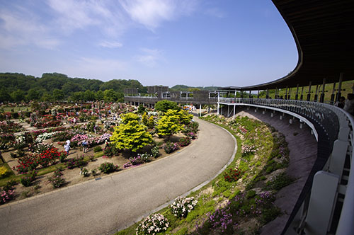 花フェスタ記念公園 バラ園