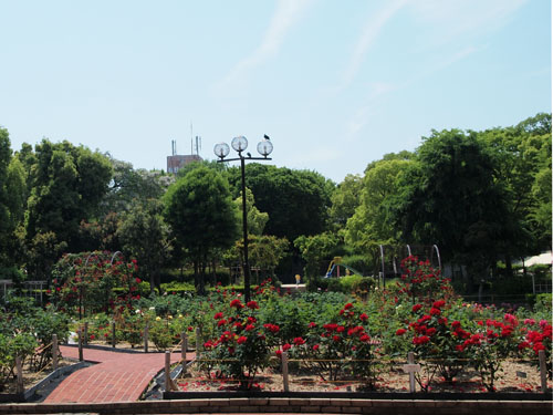 バラ園　遠景