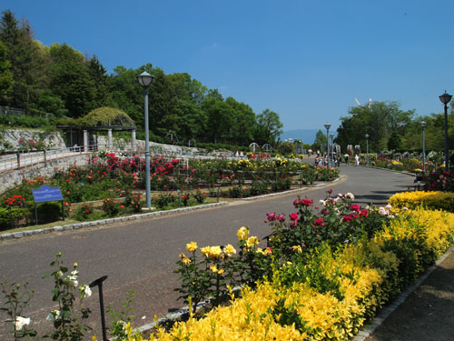 バラ園　遠景