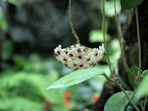 垂れ下がる花