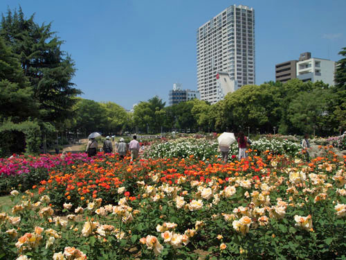 靭公園　バラ園