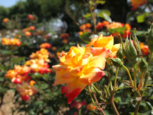 尼崎農業公園　バラ