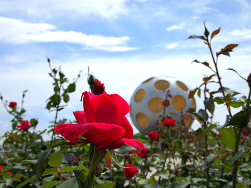 万博記念公園　平和のバラ園