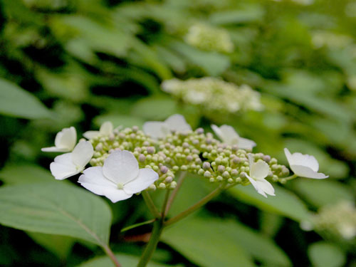 長居植物園のアジサイ