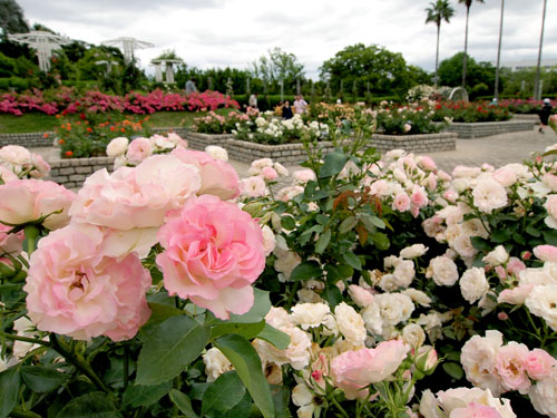 長居植物園　バラ園