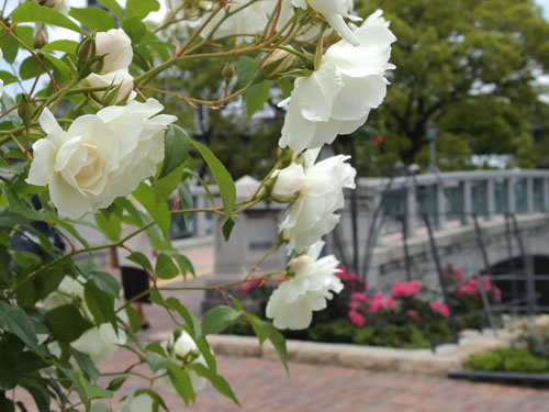 中之島公園　バラ園橋