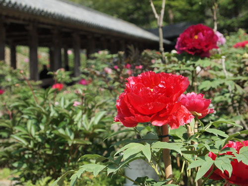 長谷寺の牡丹