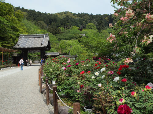 本防前　牡丹園