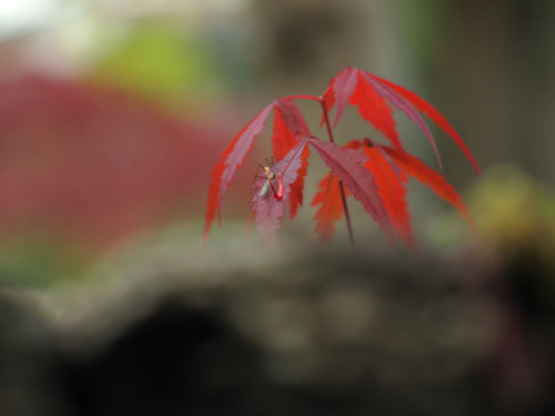 隆国寺