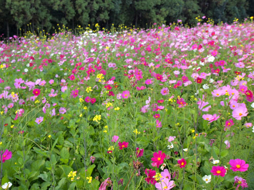 菜の花