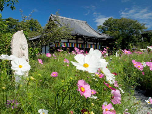 般若寺　コスモスの咲く境内