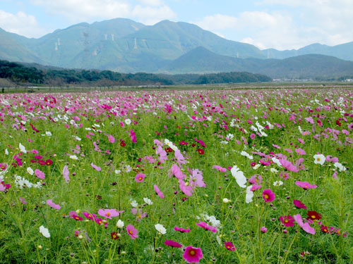 綿向山を望む