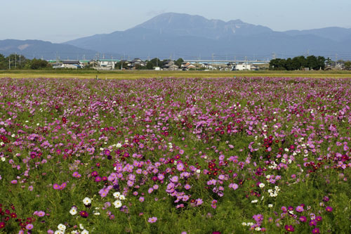 岐阜 羽島 市之枝のコスモス 