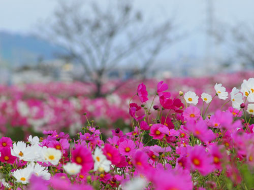 花の状態