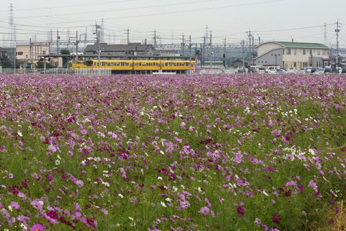 東員町のコスモス