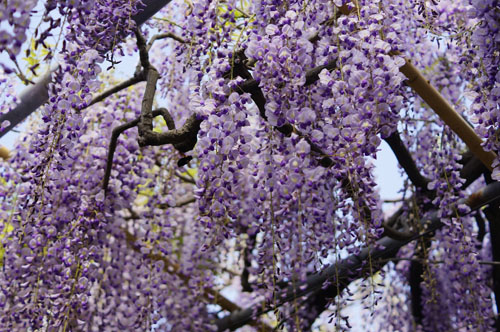 万博記念公園の梅林