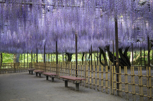 大町藤公園の藤