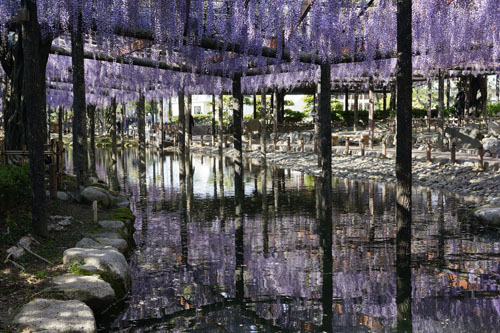 天王川公園の藤棚