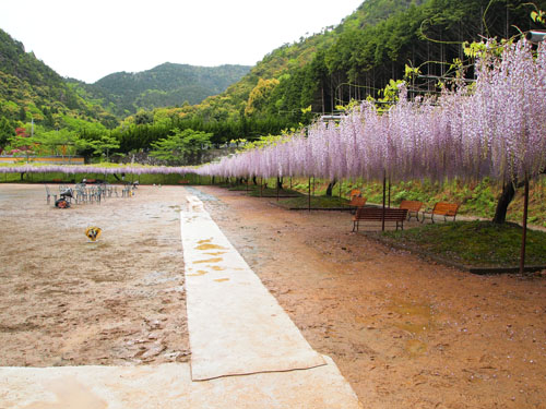 丹波 白毫寺の九尺藤