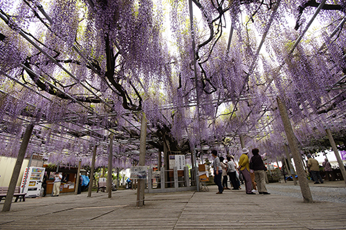 中山寺の藤