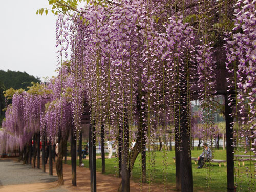 白井大町藤公園の藤棚