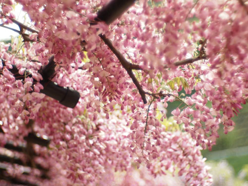 白井大町藤公園の赤い藤