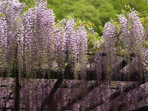 大町藤公園の藤