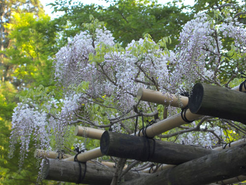 春日大社神苑　萬葉植物園の藤 射干(シャガ)