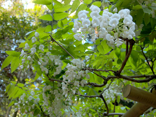 春日大社　万葉植物園 白藤