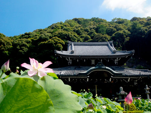 三室戸寺　ハス